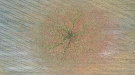 Aerial view of a vibrant tree surrounded by fields, showcasing nature's beauty and patterns.の写真素材