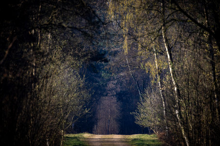 A tranquil and picturesque pathway that winds through dense trees, creating a serene and intriguing forest atmosphereの写真素材