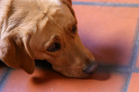 A Labrador with soulful, expressive eyes is peacefully resting on a warm, inviting terracotta floorの写真素材