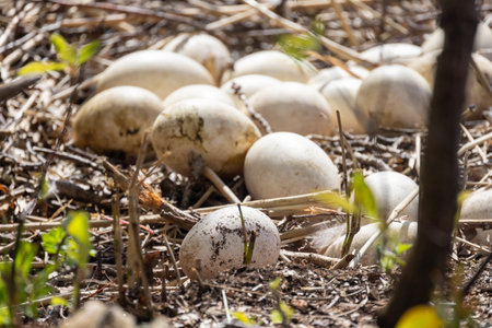 A small cluster of white eggs nestled among the twigs and abundant vegetation in a serene natural settingの写真素材