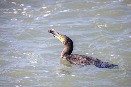 A cormorant skillfully catches fish in the calm waters, perfectly showcasing the remarkable beauty of natureの写真素材