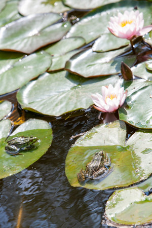 A serene image of frogs resting on lily pads surrounded by blooming flowers in a tranquil water settingの写真素材