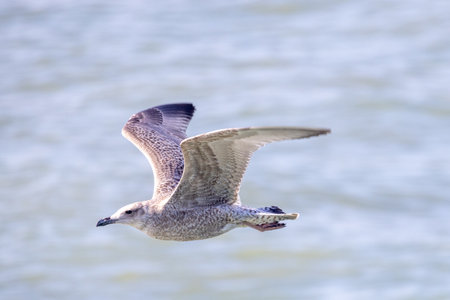 A majestic seagull soaring gracefully high above calm waters, beautifully showcasing its natural eleganceの写真素材