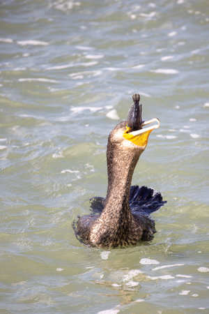 A cormorant gracefully surfaces with a fresh catch, beautifully showcasing natures artistry and its skillful behaviorの写真素材