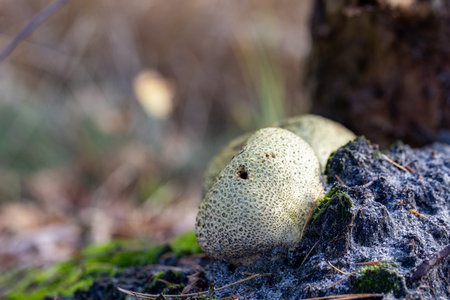 A close-up of a peculiar mushroom nestled in the forest, showcasing its intricate texture and earthy habitat.の写真素材