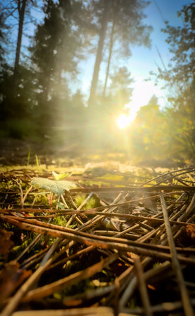 A serene and beautiful forest landscape that captures the sunlight glistening on pine needles and lush greeneryの写真素材