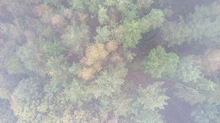 This stunning aerial photo beautifully showcases a vibrant forest canopy, richly adorned with breathtaking autumn huesの写真素材