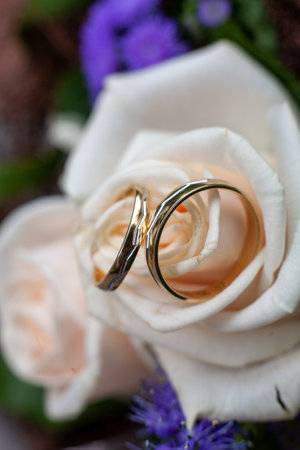 Stunningly beautiful wedding rings elegantly placed on a delicate cream rose, ideal for romance and joyful celebrationの写真素材