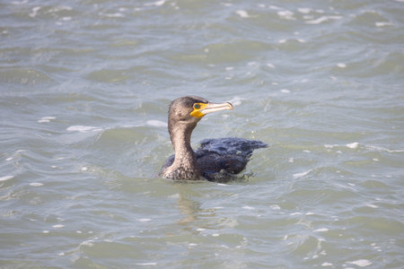 A cormorant gracefully swims in the serene waters, showcasing its dark feathers and distinct profile.の写真素材