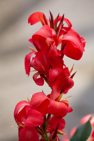 A vibrant cluster of lush red flowers elegantly showcasing the exquisite beauty of nature and its delicate intricaciesの写真素材