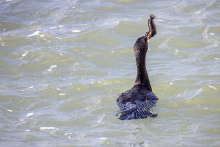 A cormorant bird gracefully diving into the shimmering surface of the water, capturing the essence of natures beautyの写真素材