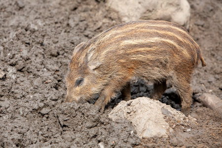 A young wild boar, characterized by its distinctive stripes, forages eagerly in the rich, earthy soil beneath itの写真素材