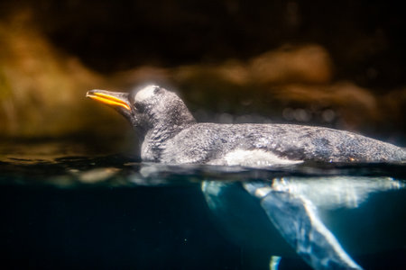 A gentoo penguin is elegantly swimming in the crystal clear water, beautifully showcasing its distinctive featuresの写真素材