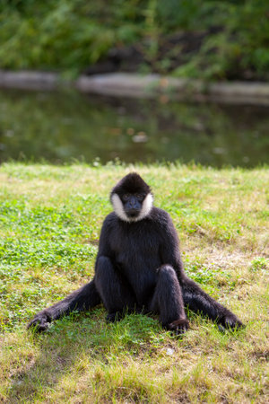 A black monkey is leisurely sitting peacefully on the lush green grass next to a calm and tranquil...