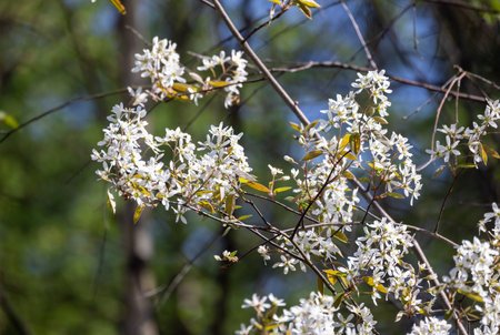 A stunning and beautiful branch full of white flowers blossoming elegantly against a vibrant green backgroundの写真素材