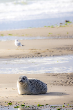 A serene seal peacefully rests on the warm sandy beach, thoroughly enjoying the tranquil coastal environmentの写真素材