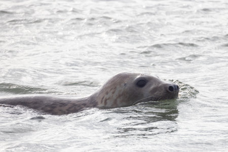 A playful seal is joyfully poking its head above the waters surface, showcasing the beauty of marine wildlifeの写真素材