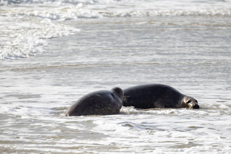 Two playful seals joyfully interacting in the ocean, beautifully showcasing marine wildlife and nature's splendorの写真素材