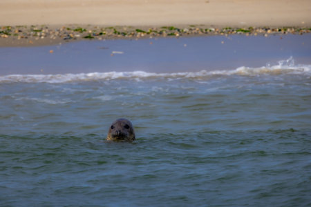 A tranquil and serene view of a seal playfully bobbing in the calm water near the sandy shore at sunsetの写真素材