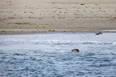 A tranquil and serene coastal scene featuring clear water, soft sand, and a playful seal swimming gracefullyの写真素材