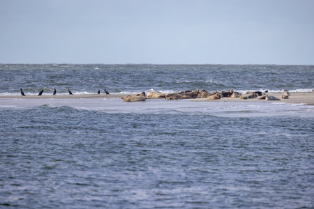 Seabirds are perched on a sandy bar while seals are basking in the warm sun beneath a stunning coastal landscapeの写真素材