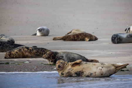 Seals are lounging peacefully on the warm beach, basking in the bright sun near the beautiful shimmering waterの写真素材