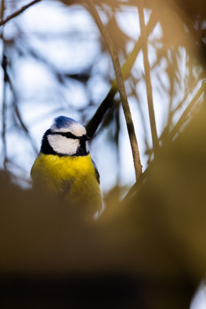 A vibrant Blue Tit bird gracefully resting among lush branches, showcasing its striking and vivid colors in natureの写真素材