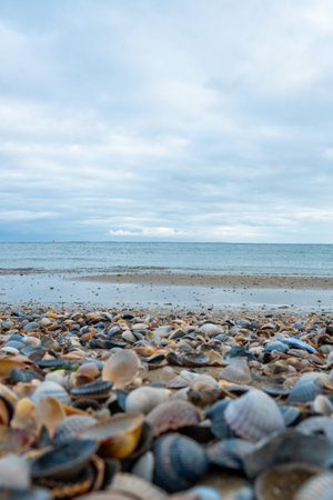 Eierland, De Cocksdorp, Texel, The Netherlands, Oktober 28th, 2024, A peaceful and serene beach scene highlights a diverse array of colorful seashells scattered along the shoreの写真素材