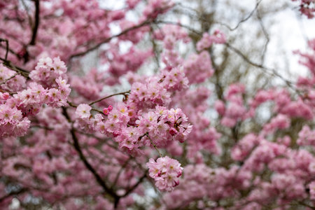 Vibrant pink cherry blossoms elegantly bloom on branches, beautifully showcasing the enchanting arrival of springの写真素材