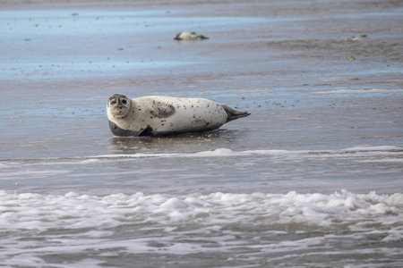 Eierland, De Cocksdorp, Texel, The Netherlands, Oktober 28th, 2024, A seal peacefully rests on the warm sandy beach, surrounded by gentle waves and a picturesque serene landscapeの写真素材