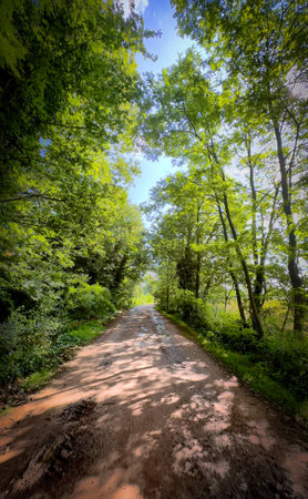 A serene dirt road, lined with majestic and vibrant trees, beckoning for peaceful walks and endless explorationの写真素材