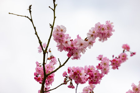Stunning pink cherry blossoms in full bloom are beautifully showcasing natures incredible beauty during springtimeの写真素材