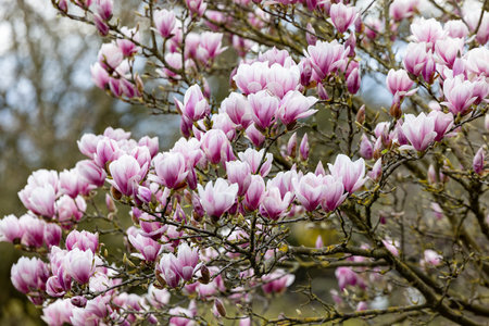 A stunning magnolia tree beautifully showcasing vibrant pink and white blossoms that are in full bloom nowの写真素材