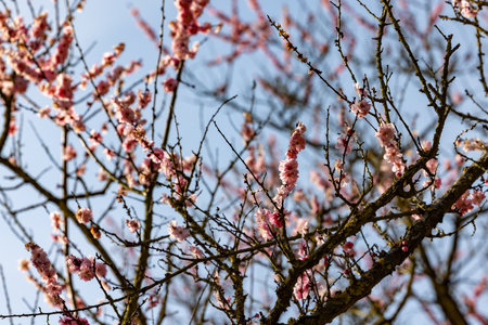 The pink blossoms on the branches showcase the enchanting beauty of spring against a clear blue skyの写真素材