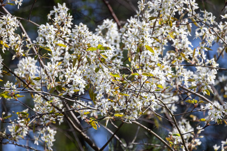 A beautiful and vibrant display of white flowers blooming on branches under the inviting clear blue skyの写真素材