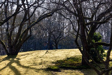 A peaceful and tranquil scene showcasing bare trees casting delicate shadows over a grassy area in soft sunlightの写真素材