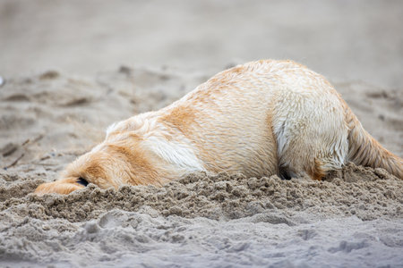 A playful dog digs in warm sand at the beach, showcasing its lively spirit of fun and joy in the sunの写真素材