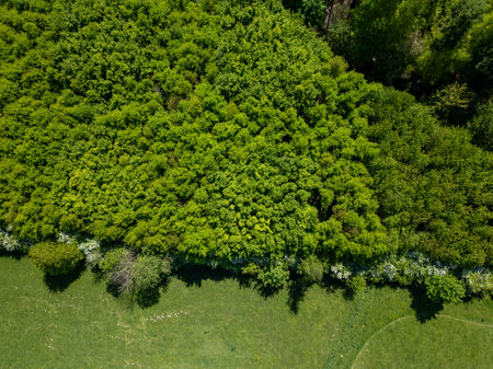 Halle, Vlaams Brabant, Belgium, 27th of April, 2025, This stunning aerial shot beautifully showcases the dense greenery of a vibrant forest along with a grassy landscapeの写真素材