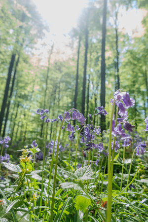 In a serene green forest landscape, vibrant purple flowers joyously bloom, adding color to the tranquilityの写真素材
