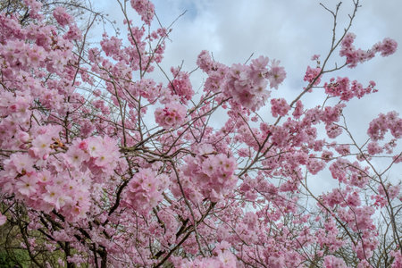 A beautiful display of pink cherry blossoms against a cloudy backdrop, representing springs arrival.の写真素材