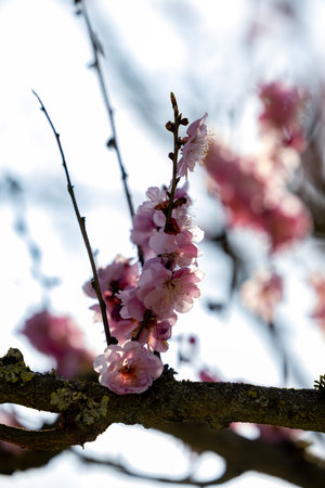 A beautiful closeup of blooming cherry blossoms framed by a dreamy spring sky, showcasing natures beauty wonderfullyの写真素材