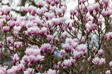 A breathtaking display of blooming magnolia flowers showcasing their vibrant pink and white petals beautifullyの写真素材