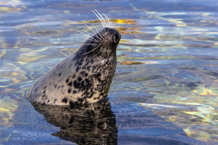 A playful seal emerges from the calm, clear waters, showcasing its distinct spotted fur and whiskers.の写真素材