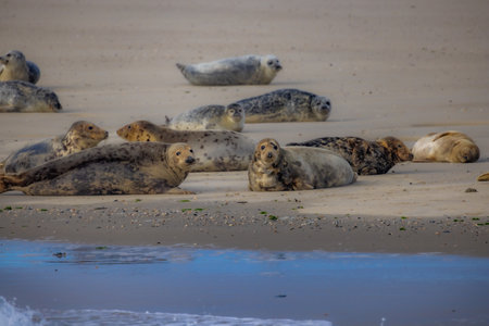 Eierland, De Cocksdorp, Texel, The Netherlands, Oktober 28th, 2024, Playful seals lounge on warm sand, enjoying a sunny day by the gentle ocean waves lapping the shoreの写真素材
