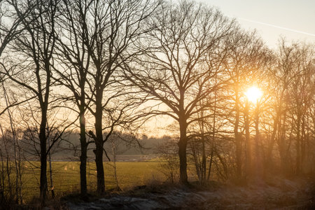 A breathtaking and serene sunrise emerges beautifully through the silhouetted trees in a calm, early morning landscapeの写真素材