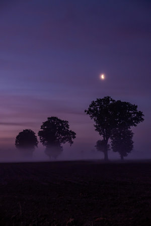A beautiful, serene twilight scene showcasing silhouetted trees gently illuminated under a soft moonlight glowの写真素材