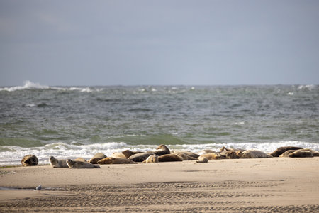 Eierland, De Cocksdorp, Texel, The Netherlands, Oktober 28th, 2024, A serene and tranquil beach scene that features seals leisurely lounging on the soft sand by the calm oceanの写真素材