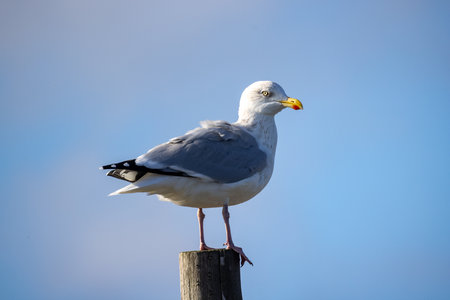 A seagull stands gracefully on a wooden post, showcasing its natural beauty against a soft blue sky.の写真素材