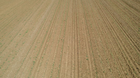 Aerial view of a meticulously plowed field with organized rows of young crops sprouting from the groundの写真素材