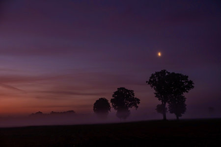 Silhouetted trees in thick fog at dawn, gently lit by a hint of moonlight, create a serene, captivating sceneの写真素材